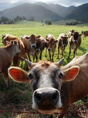 grupo de novillitos de raza Jersey, en un campo verde, con montañas de fondo